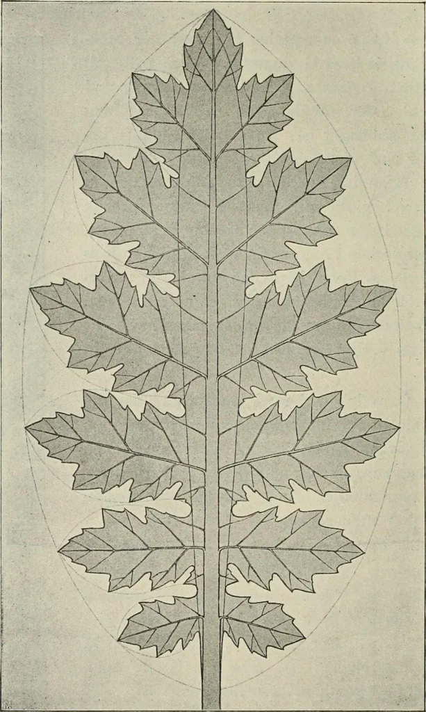 An illustration from Die Ursprungsformen des griechischen Akanthusornamentes und ihre naturlichen Vorbilder, 1896, leaf 9