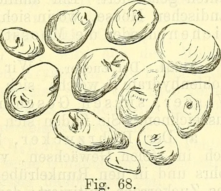 An illustration from Die wissenschaftliche Ausbildung des Apothekerlehrlings und seine Vorbereitung zum Gehülfenexamen : mit Rücksicht auf die neuesten Anforderungen, 1884, leaf 265