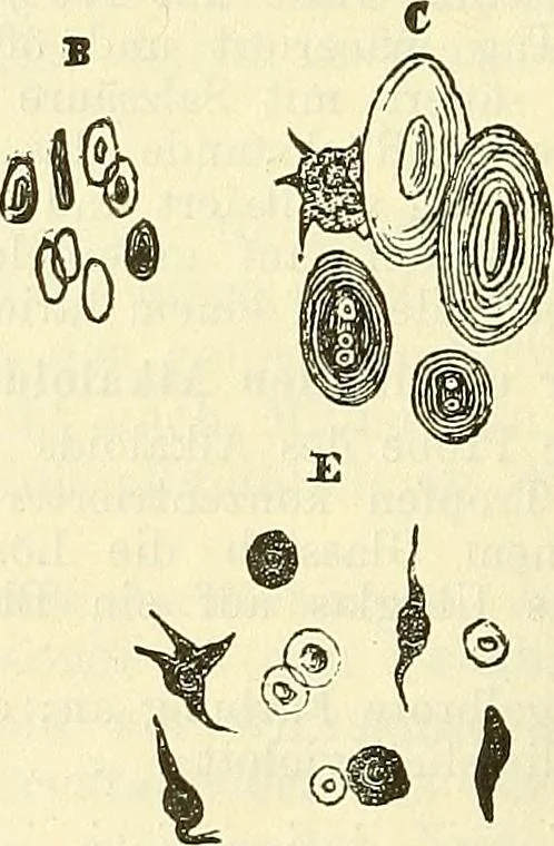 An illustration from Die wissenschaftliche Ausbildung des Apothekerlehrlings und seine Vorbereitung zum Gehülfenexamen : mit Rücksicht auf die neuesten Anforderungen, 1884, leaf 322