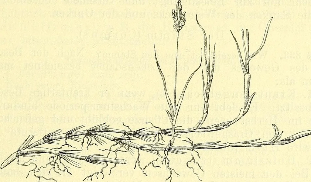 An illustration from Die wissenschaftliche Ausbildung des Apothekerlehrlings und seine Vorbereitung zum Gehülfenexamen : mit Rücksicht auf die neuesten Anforderungen, 1884, leaf 369