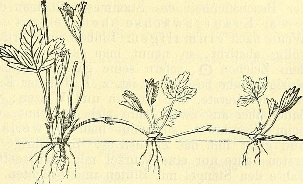 An illustration from Die wissenschaftliche Ausbildung des Apothekerlehrlings und seine Vorbereitung zum Gehülfenexamen : mit Rücksicht auf die neuesten Anforderungen, 1884, leaf 369