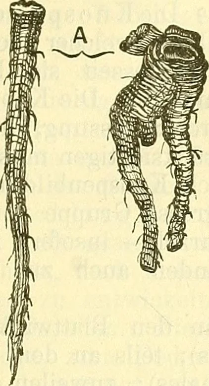 An illustration from Die wissenschaftliche Ausbildung des Apothekerlehrlings und seine Vorbereitung zum Gehülfenexamen : mit Rücksicht auf die neuesten Anforderungen, 1884, leaf 373