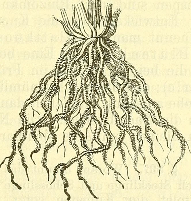 An illustration from Die wissenschaftliche Ausbildung des Apothekerlehrlings und seine Vorbereitung zum Gehülfenexamen : mit Rücksicht auf die neuesten Anforderungen, 1884, leaf 373