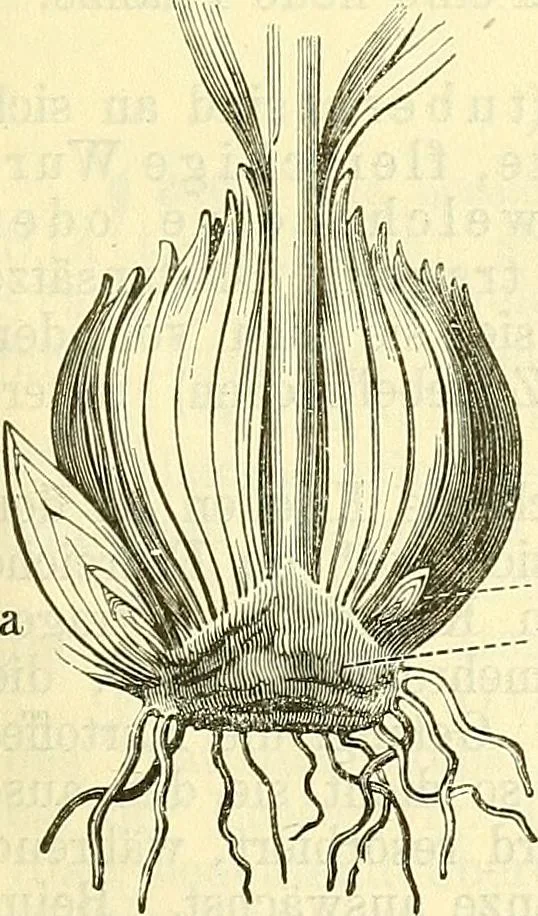 An illustration from Die wissenschaftliche Ausbildung des Apothekerlehrlings und seine Vorbereitung zum Gehülfenexamen : mit Rücksicht auf die neuesten Anforderungen, 1884, leaf 375