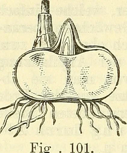 An illustration from Die wissenschaftliche Ausbildung des Apothekerlehrlings und seine Vorbereitung zum Gehülfenexamen : mit Rücksicht auf die neuesten Anforderungen, 1884, leaf 376