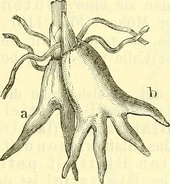 An illustration from Die wissenschaftliche Ausbildung des Apothekerlehrlings und seine Vorbereitung zum Gehülfenexamen : mit Rücksicht auf die neuesten Anforderungen, 1884, leaf 377
