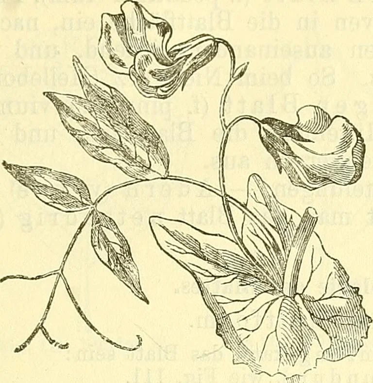 An illustration from Die wissenschaftliche Ausbildung des Apothekerlehrlings und seine Vorbereitung zum Gehülfenexamen : mit Rücksicht auf die neuesten Anforderungen, 1884, leaf 379