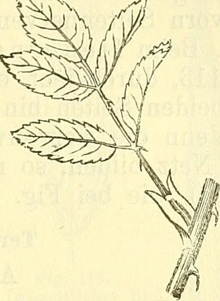 An illustration from Die wissenschaftliche Ausbildung des Apothekerlehrlings und seine Vorbereitung zum Gehülfenexamen : mit Rücksicht auf die neuesten Anforderungen, 1884, leaf 379