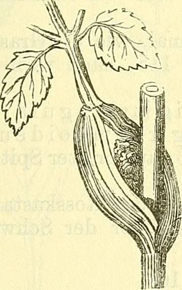 An illustration from Die wissenschaftliche Ausbildung des Apothekerlehrlings und seine Vorbereitung zum Gehülfenexamen : mit Rücksicht auf die neuesten Anforderungen, 1884, leaf 379