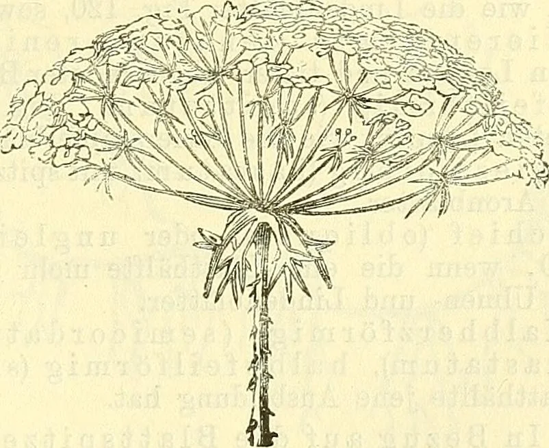 An illustration from Die wissenschaftliche Ausbildung des Apothekerlehrlings und seine Vorbereitung zum Gehülfenexamen : mit Rücksicht auf die neuesten Anforderungen, 1884, leaf 379
