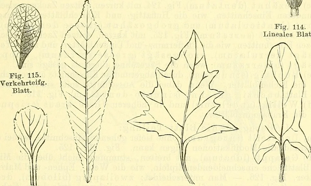 An illustration from Die wissenschaftliche Ausbildung des Apothekerlehrlings und seine Vorbereitung zum Gehülfenexamen : mit Rücksicht auf die neuesten Anforderungen, 1884, leaf 381
