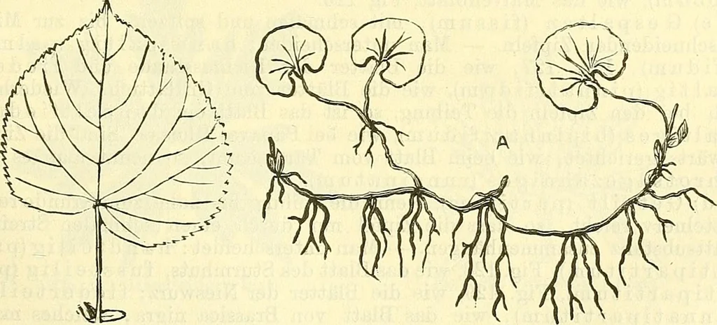 An illustration from Die wissenschaftliche Ausbildung des Apothekerlehrlings und seine Vorbereitung zum Gehülfenexamen : mit Rücksicht auf die neuesten Anforderungen, 1884, leaf 381