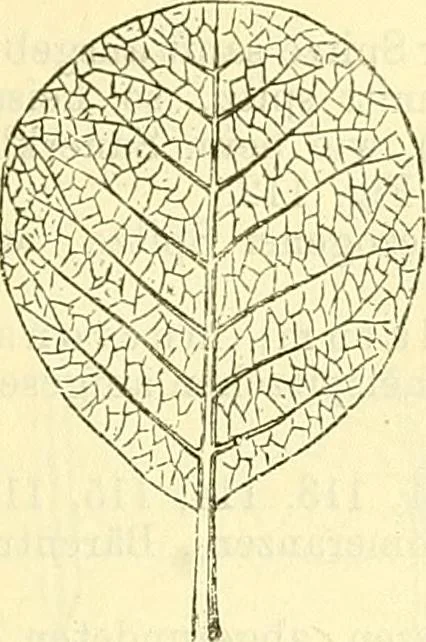 An illustration from Die wissenschaftliche Ausbildung des Apothekerlehrlings und seine Vorbereitung zum Gehülfenexamen : mit Rücksicht auf die neuesten Anforderungen, 1884, leaf 381