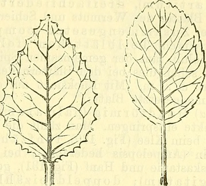 An illustration from Die wissenschaftliche Ausbildung des Apothekerlehrlings und seine Vorbereitung zum Gehülfenexamen : mit Rücksicht auf die neuesten Anforderungen, 1884, leaf 383