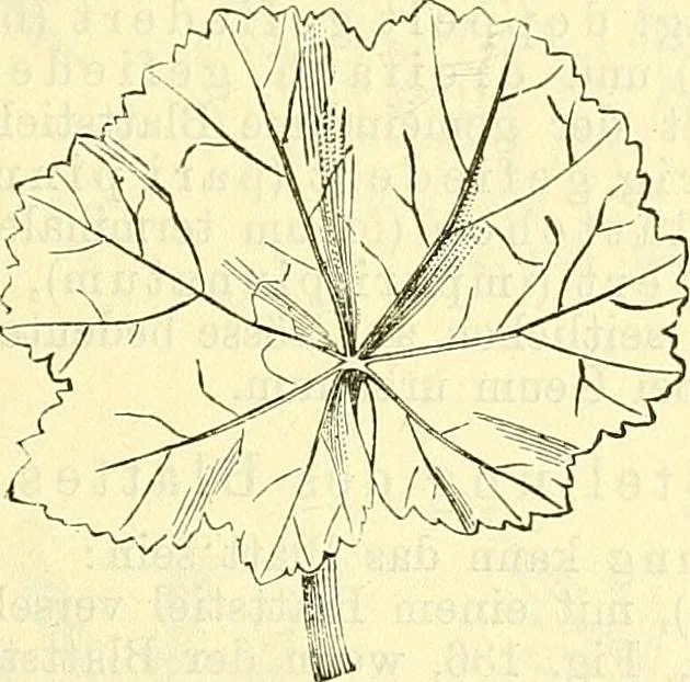 An illustration from Die wissenschaftliche Ausbildung des Apothekerlehrlings und seine Vorbereitung zum Gehülfenexamen : mit Rücksicht auf die neuesten Anforderungen, 1884, leaf 383