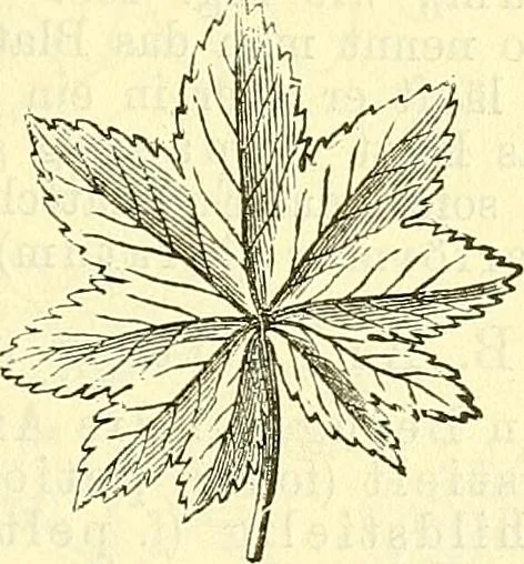 An illustration from Die wissenschaftliche Ausbildung des Apothekerlehrlings und seine Vorbereitung zum Gehülfenexamen : mit Rücksicht auf die neuesten Anforderungen, 1884, leaf 383