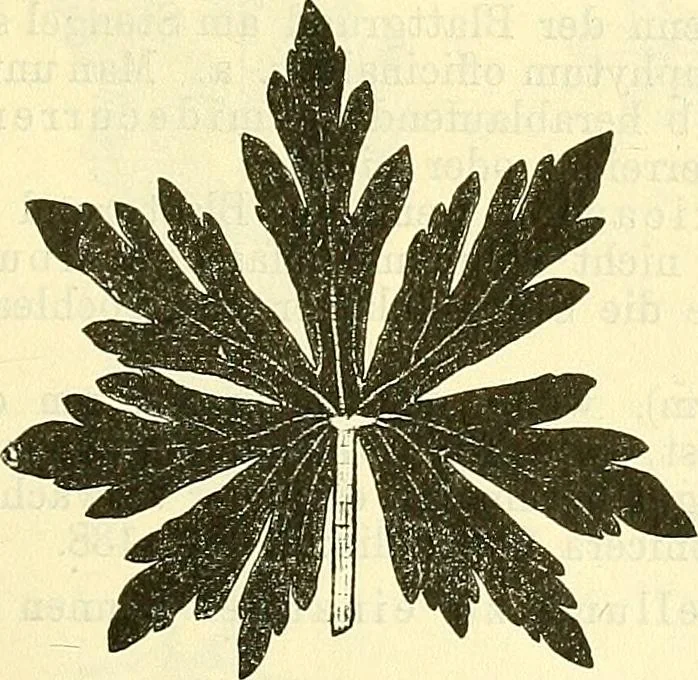 An illustration from Die wissenschaftliche Ausbildung des Apothekerlehrlings und seine Vorbereitung zum Gehülfenexamen : mit Rücksicht auf die neuesten Anforderungen, 1884, leaf 383
