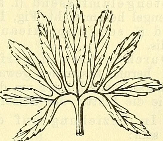 An illustration from Die wissenschaftliche Ausbildung des Apothekerlehrlings und seine Vorbereitung zum Gehülfenexamen : mit Rücksicht auf die neuesten Anforderungen, 1884, leaf 383