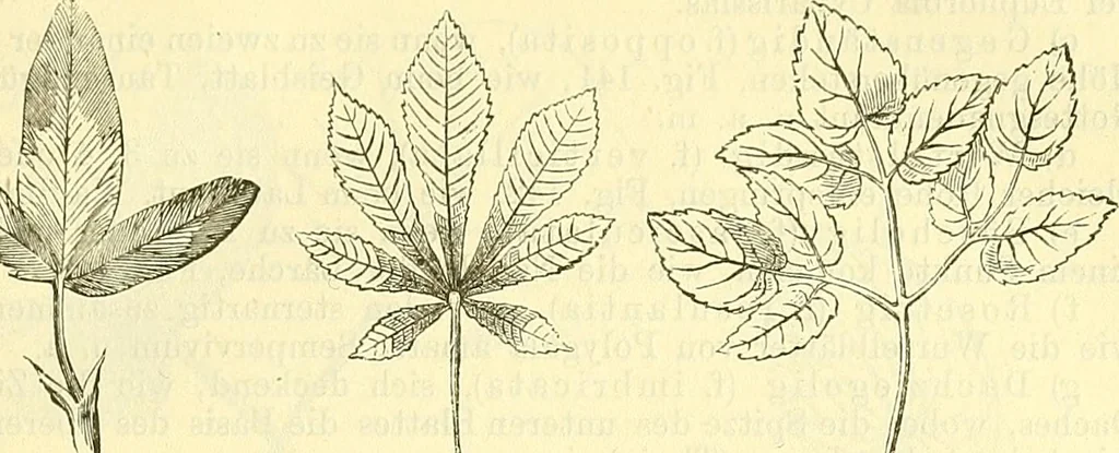 An illustration from Die wissenschaftliche Ausbildung des Apothekerlehrlings und seine Vorbereitung zum Gehülfenexamen : mit Rücksicht auf die neuesten Anforderungen, 1884, leaf 385
