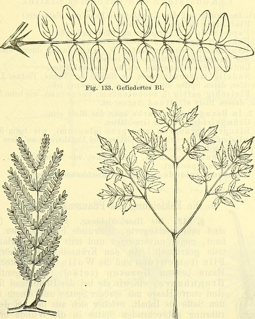 An illustration from Die wissenschaftliche Ausbildung des Apothekerlehrlings und seine Vorbereitung zum Gehülfenexamen : mit Rücksicht auf die neuesten Anforderungen, 1884, leaf 385