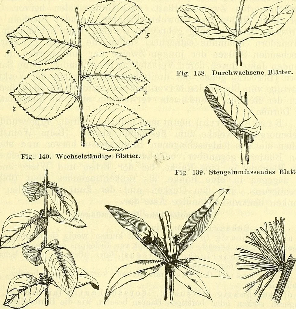 An illustration from Die wissenschaftliche Ausbildung des Apothekerlehrlings und seine Vorbereitung zum Gehülfenexamen : mit Rücksicht auf die neuesten Anforderungen, 1884, leaf 387
