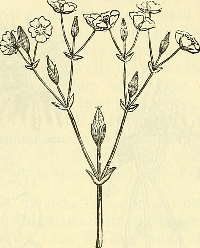 An illustration from Die wissenschaftliche Ausbildung des Apothekerlehrlings und seine Vorbereitung zum Gehülfenexamen : mit Rücksicht auf die neuesten Anforderungen, 1884, leaf 394