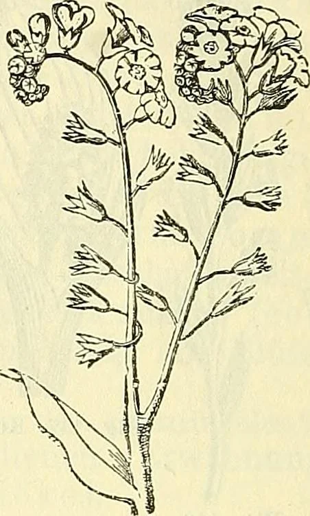 An illustration from Die wissenschaftliche Ausbildung des Apothekerlehrlings und seine Vorbereitung zum Gehülfenexamen : mit Rücksicht auf die neuesten Anforderungen, 1884, leaf 394
