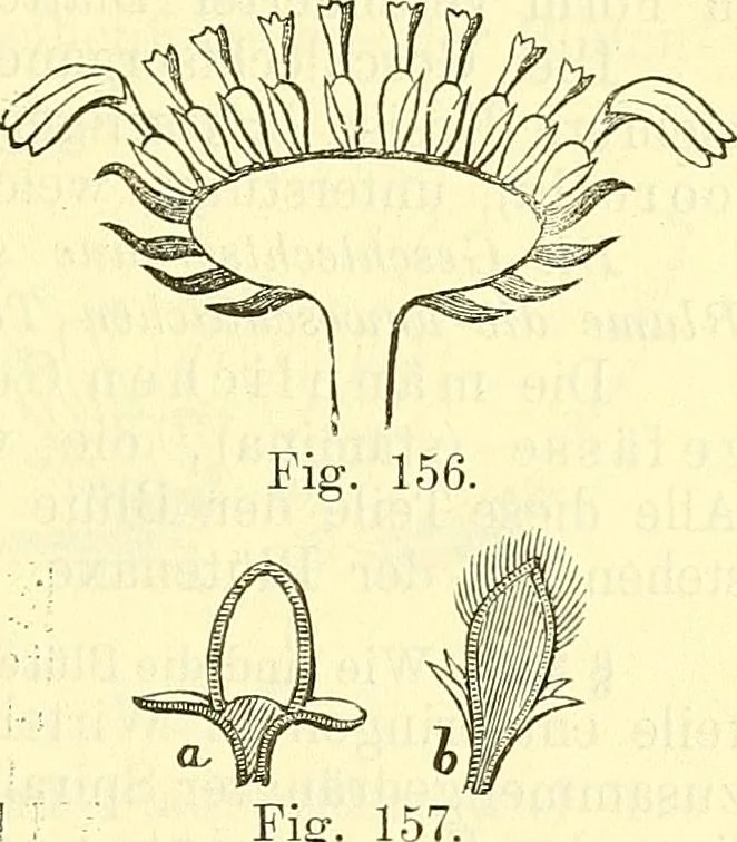 An illustration from Die wissenschaftliche Ausbildung des Apothekerlehrlings und seine Vorbereitung zum Gehülfenexamen : mit Rücksicht auf die neuesten Anforderungen, 1884, leaf 395