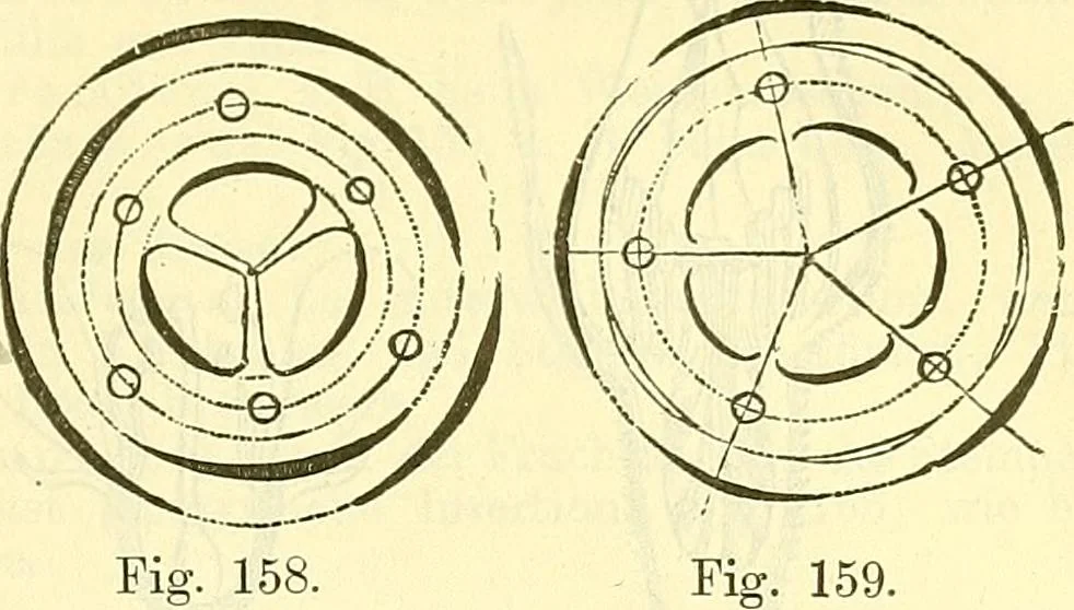 An illustration from Die wissenschaftliche Ausbildung des Apothekerlehrlings und seine Vorbereitung zum Gehülfenexamen : mit Rücksicht auf die neuesten Anforderungen, 1884, leaf 397
