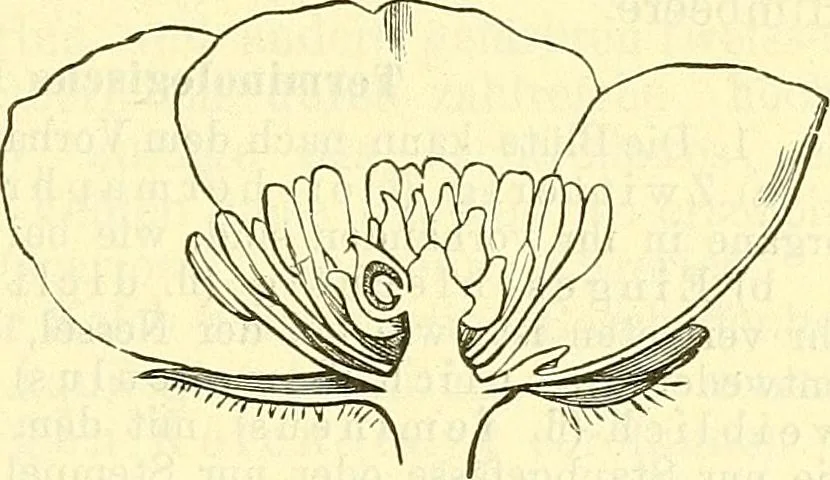 An illustration from Die wissenschaftliche Ausbildung des Apothekerlehrlings und seine Vorbereitung zum Gehülfenexamen : mit Rücksicht auf die neuesten Anforderungen, 1884, leaf 397