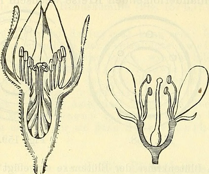 An illustration from Die wissenschaftliche Ausbildung des Apothekerlehrlings und seine Vorbereitung zum Gehülfenexamen : mit Rücksicht auf die neuesten Anforderungen, 1884, leaf 398