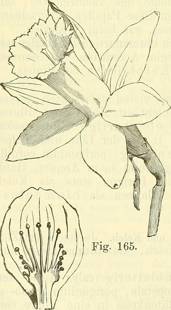 An illustration from Die wissenschaftliche Ausbildung des Apothekerlehrlings und seine Vorbereitung zum Gehülfenexamen : mit Rücksicht auf die neuesten Anforderungen, 1884, leaf 400