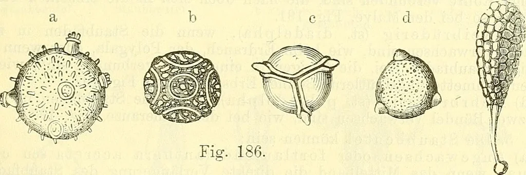 An illustration from Die wissenschaftliche Ausbildung des Apothekerlehrlings und seine Vorbereitung zum Gehülfenexamen : mit Rücksicht auf die neuesten Anforderungen, 1884, leaf 405