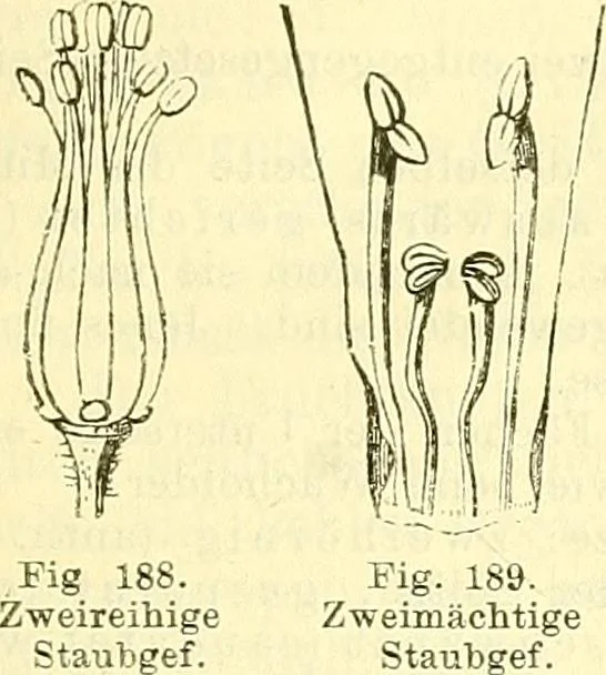 An illustration from Die wissenschaftliche Ausbildung des Apothekerlehrlings und seine Vorbereitung zum Gehülfenexamen : mit Rücksicht auf die neuesten Anforderungen, 1884, leaf 407