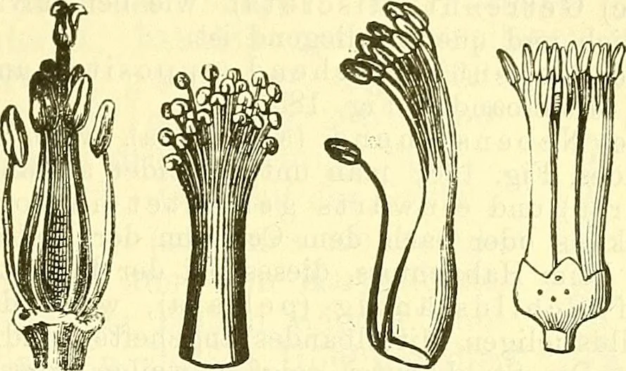An illustration from Die wissenschaftliche Ausbildung des Apothekerlehrlings und seine Vorbereitung zum Gehülfenexamen : mit Rücksicht auf die neuesten Anforderungen, 1884, leaf 407