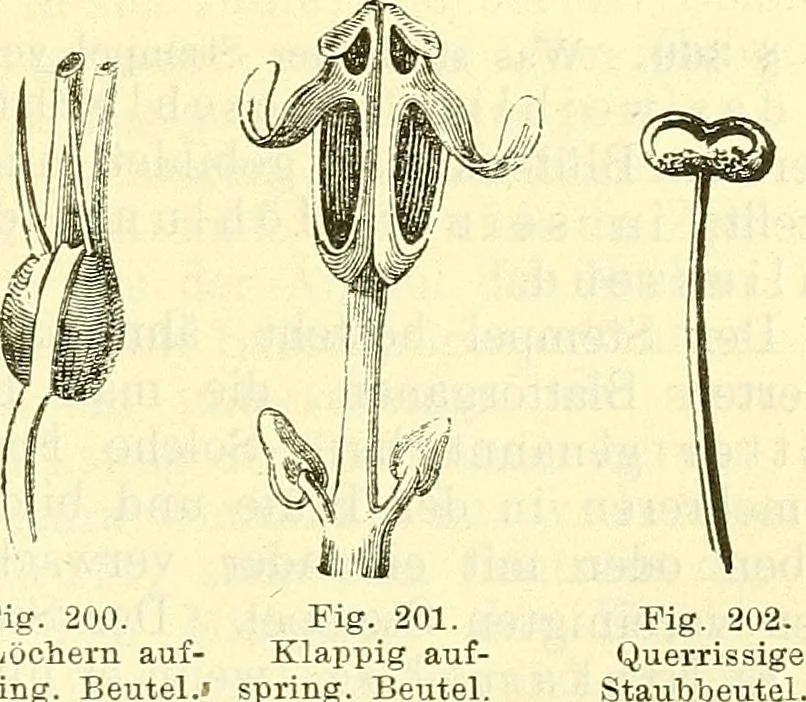An illustration from Die wissenschaftliche Ausbildung des Apothekerlehrlings und seine Vorbereitung zum Gehülfenexamen : mit Rücksicht auf die neuesten Anforderungen, 1884, leaf 407