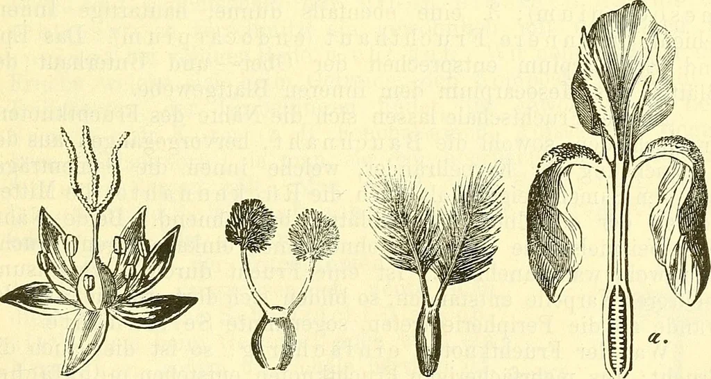 An illustration from Die wissenschaftliche Ausbildung des Apothekerlehrlings und seine Vorbereitung zum Gehülfenexamen : mit Rücksicht auf die neuesten Anforderungen, 1884, leaf 411