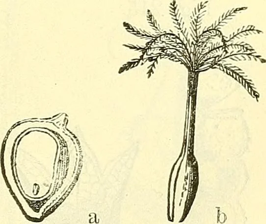 An illustration from Die wissenschaftliche Ausbildung des Apothekerlehrlings und seine Vorbereitung zum Gehülfenexamen : mit Rücksicht auf die neuesten Anforderungen, 1884, leaf 413