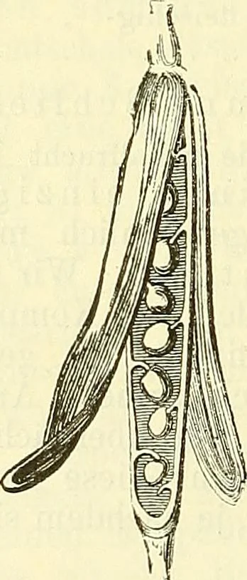 An illustration from Die wissenschaftliche Ausbildung des Apothekerlehrlings und seine Vorbereitung zum Gehülfenexamen : mit Rücksicht auf die neuesten Anforderungen, 1884, leaf 414