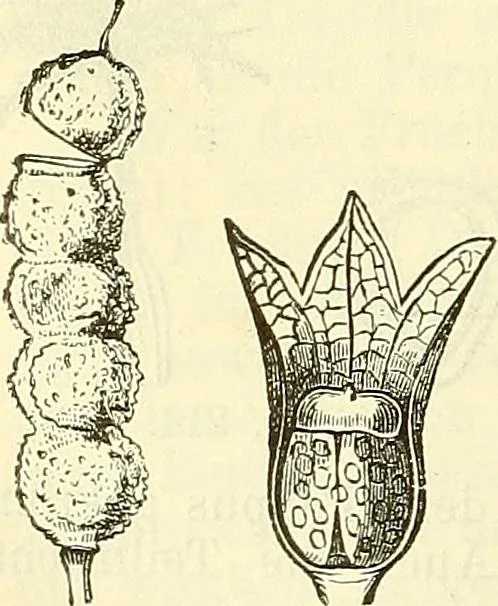 An illustration from Die wissenschaftliche Ausbildung des Apothekerlehrlings und seine Vorbereitung zum Gehülfenexamen : mit Rücksicht auf die neuesten Anforderungen, 1884, leaf 414