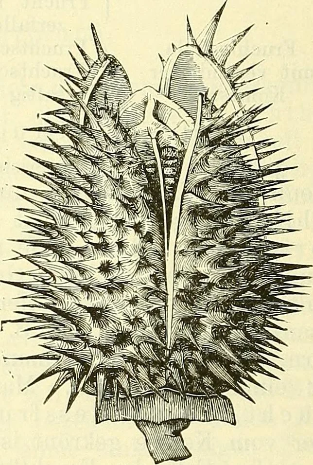 An illustration from Die wissenschaftliche Ausbildung des Apothekerlehrlings und seine Vorbereitung zum Gehülfenexamen : mit Rücksicht auf die neuesten Anforderungen, 1884, leaf 414