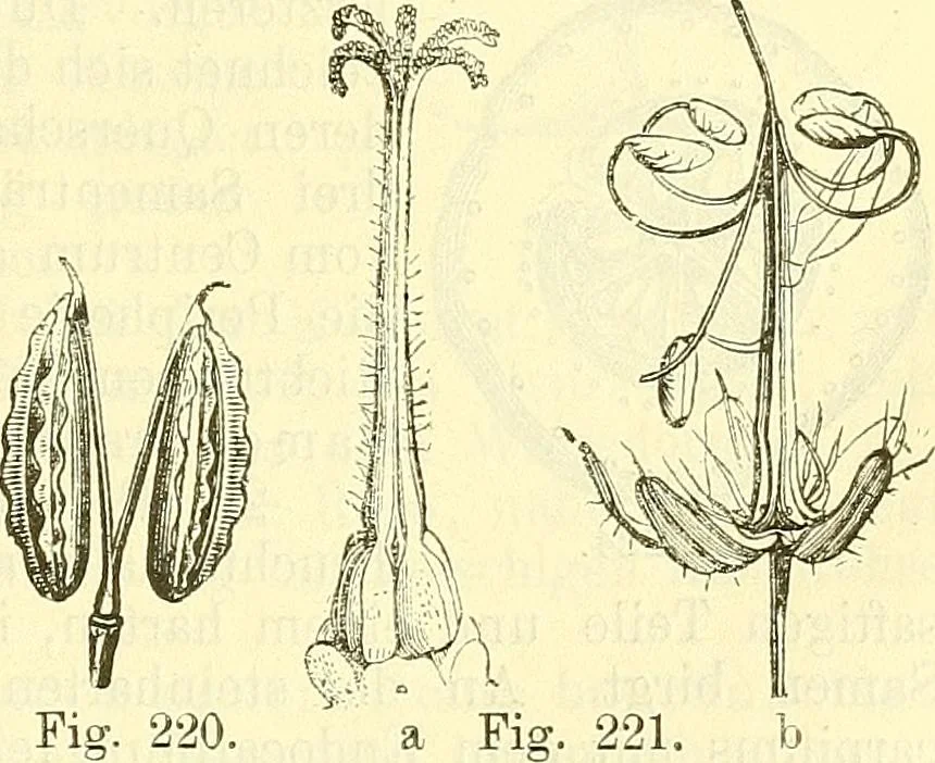 An illustration from Die wissenschaftliche Ausbildung des Apothekerlehrlings und seine Vorbereitung zum Gehülfenexamen : mit Rücksicht auf die neuesten Anforderungen, 1884, leaf 415