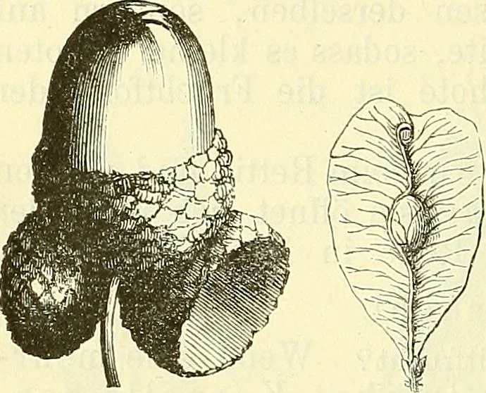 An illustration from Die wissenschaftliche Ausbildung des Apothekerlehrlings und seine Vorbereitung zum Gehülfenexamen : mit Rücksicht auf die neuesten Anforderungen, 1884, leaf 416