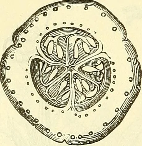 An illustration from Die wissenschaftliche Ausbildung des Apothekerlehrlings und seine Vorbereitung zum Gehülfenexamen : mit Rücksicht auf die neuesten Anforderungen, 1884, leaf 416