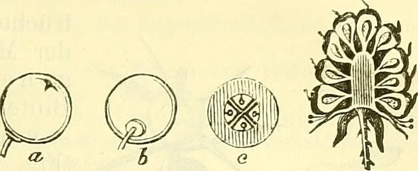 An illustration from Die wissenschaftliche Ausbildung des Apothekerlehrlings und seine Vorbereitung zum Gehülfenexamen : mit Rücksicht auf die neuesten Anforderungen, 1884, leaf 417