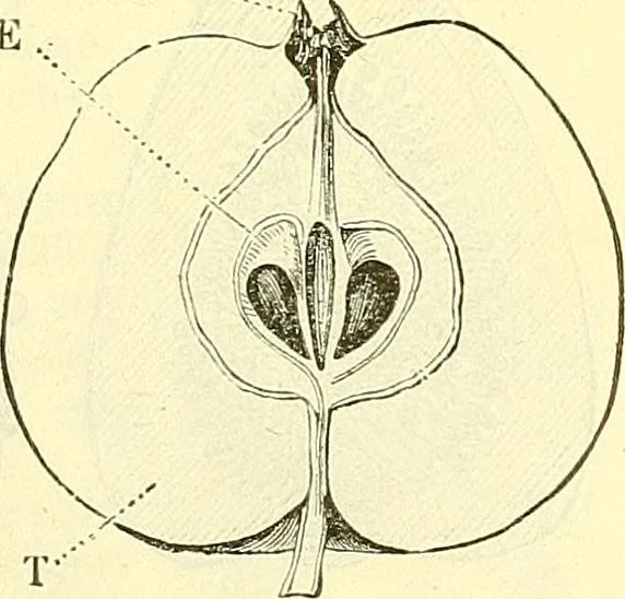 An illustration from Die wissenschaftliche Ausbildung des Apothekerlehrlings und seine Vorbereitung zum Gehülfenexamen : mit Rücksicht auf die neuesten Anforderungen, 1884, leaf 417