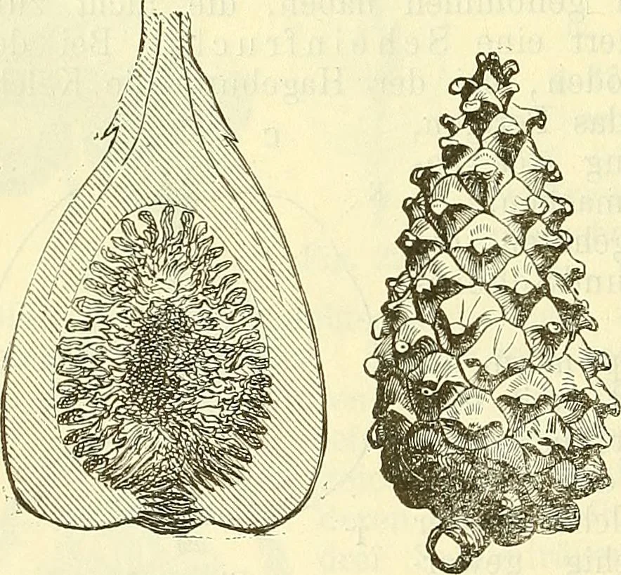 An illustration from Die wissenschaftliche Ausbildung des Apothekerlehrlings und seine Vorbereitung zum Gehülfenexamen : mit Rücksicht auf die neuesten Anforderungen, 1884, leaf 418