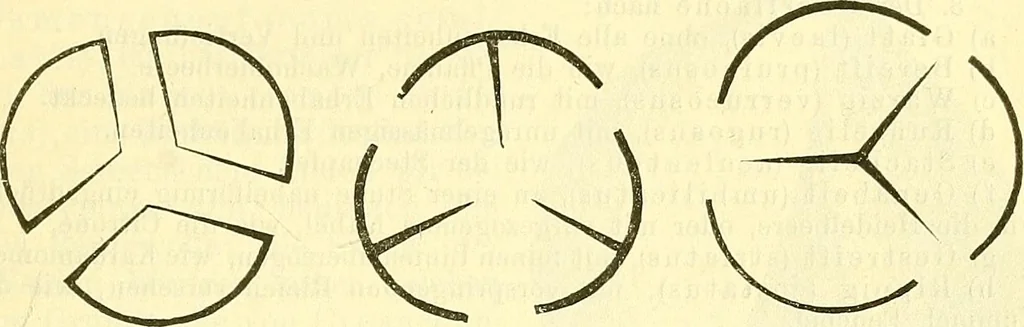 An illustration from Die wissenschaftliche Ausbildung des Apothekerlehrlings und seine Vorbereitung zum Gehülfenexamen : mit Rücksicht auf die neuesten Anforderungen, 1884, leaf 419