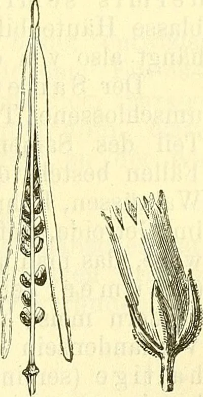 An illustration from Die wissenschaftliche Ausbildung des Apothekerlehrlings und seine Vorbereitung zum Gehülfenexamen : mit Rücksicht auf die neuesten Anforderungen, 1884, leaf 419