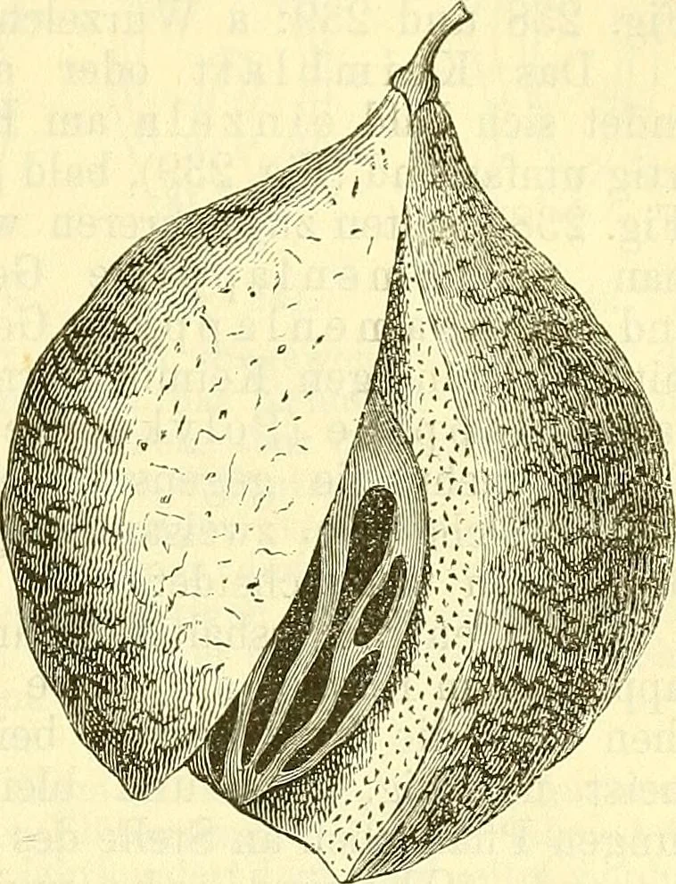 An illustration from Die wissenschaftliche Ausbildung des Apothekerlehrlings und seine Vorbereitung zum Gehülfenexamen : mit Rücksicht auf die neuesten Anforderungen, 1884, leaf 421